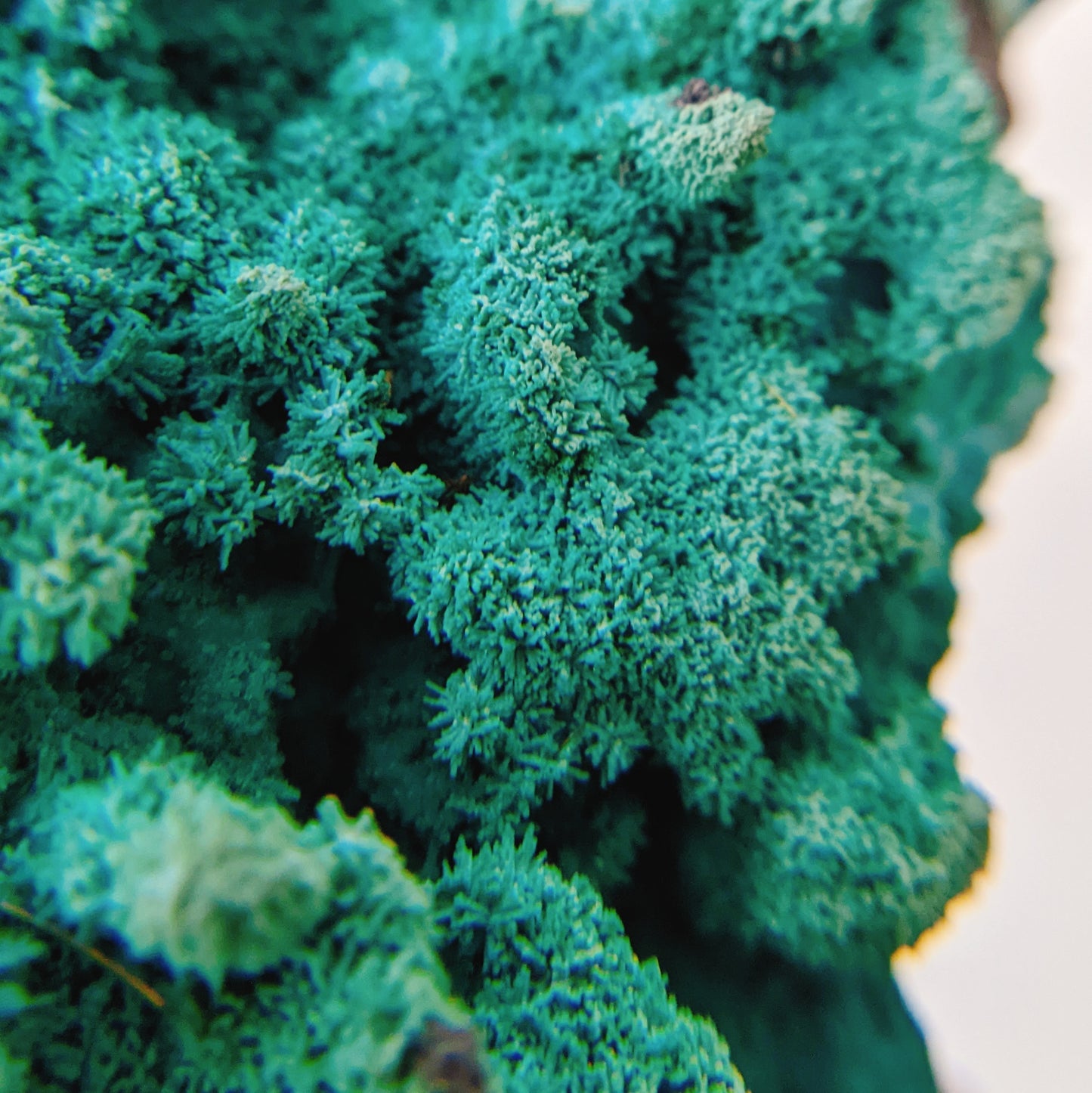 [CY05] Chrysocolla 剛果矽孔雀石